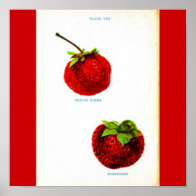 Poster-Botanicals-Fresas 7