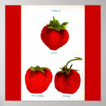 Poster-Botanicals-Fresas 8