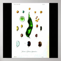 Poster-Botanicals-Habas