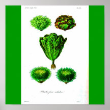 Poster-Botanicals-Lechugas