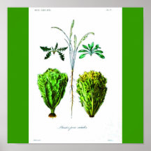 Poster-Botanicals-Lechugas 2