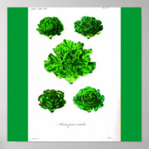 Poster-Botanicals-Lechugas 3
