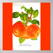 Poster-Botanicals-Manzanas