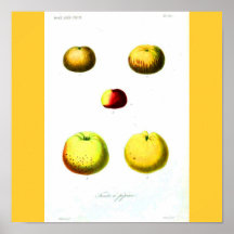 Poster-Botanicals-Manzanas