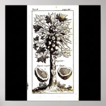 Poster-Botanicals-Papaya