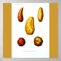 Poster-Botanicals-Patatas