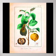 Poster-Botanicals-Pera o membrillo