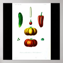 Poster-Botanicals-Pimientas y calabaza