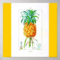 Poster-Botanicals-Pineapple