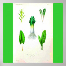 Poster-Botanicals-Puerro