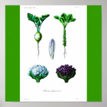 Poster-Botanicals-Verduras