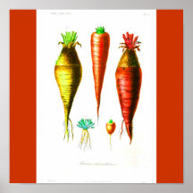 Poster-Botanicals-Zanahoria