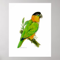 Poster - Caique