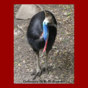 Poster Cassowary Birds Of Australia posters