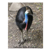 Poster Cassowary Birds Of Australia posters by shanmaree Poster Cassowary Birds Of Australia posters