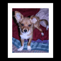 Poster, Chihuahua on Bed Spread posters