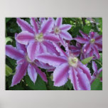 POSTER - Clematis flowers in spring in UK posters