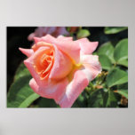 POSTER - color de rosa