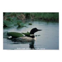 Poster /  Common Loon on Water posters