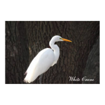 Poster Crane