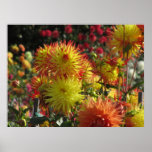 Poster - Dahlia Flowers