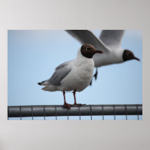 Poster de cabeza negra de la gaviota en descanso