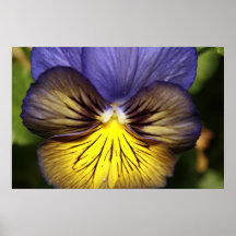 poster de la flor