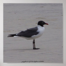 Poster de la gaviota