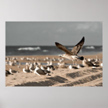 Poster de la gaviota
