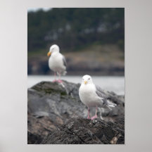 Poster de las gaviotas