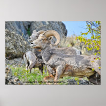 Poster de las ovejas de montaña rocosa