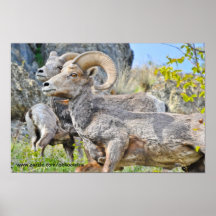 Poster de las ovejas de montaña rocosa