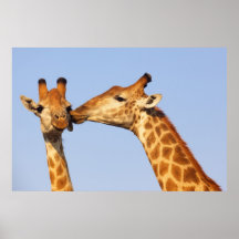 Poster del beso de la jirafa