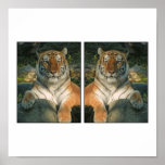 Poster del tigre siberiano