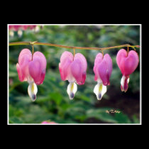 Poster Dicentra Spectabilis - Bleeding Hearts posters