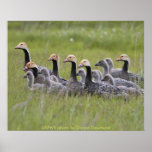 Poster / Emperor Geese posters