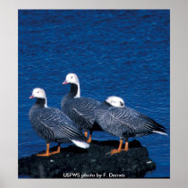 Poster / Emperor Geese in Winter Plumage