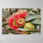 POSTER - Eucalyptus flowers Western Australia posters