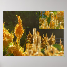 Poster: Fall Collage 2010