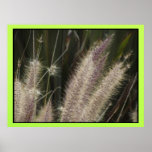 Poster - Fall Grass