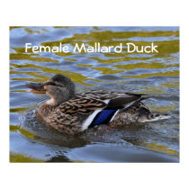 Poster: Female Mallard Duck