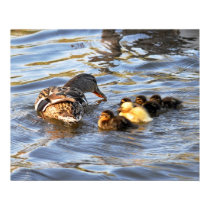 Poster: Female Mallard Duck and Ducklings
