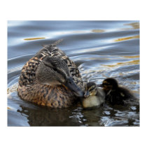 Poster: Female Mallard Duck and Ducklings