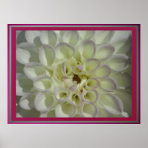 Poster - flor blanca de Dalia