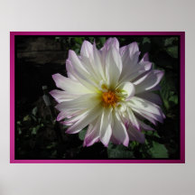 Poster - flor blanca de la dalia
