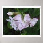 Poster Flower