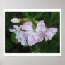 Poster Flower posters