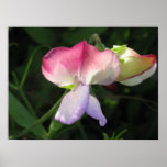 Poster Flower