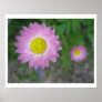Poster Flower posters