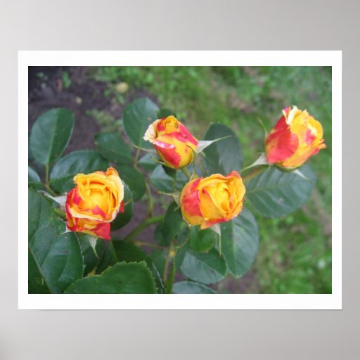 Poster Flower